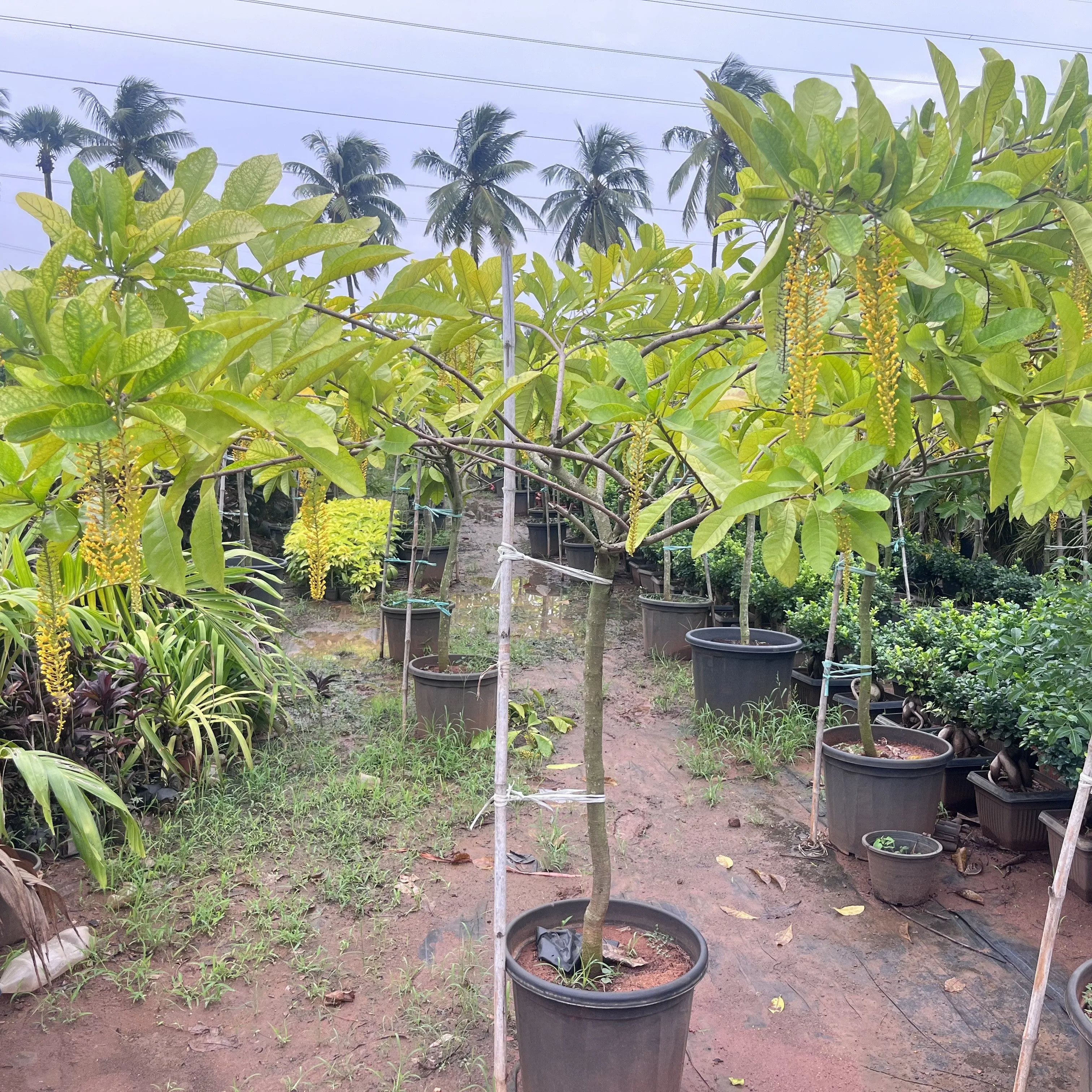 Lophanthera lactescens 'Golden Chain' Tree for Sale