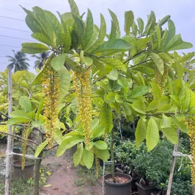Lophanthera lactescens 'Golden Chain' Tree for Sale